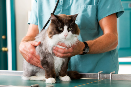 Une activité vétérinaire exclusive en chirurgie des petits animaux